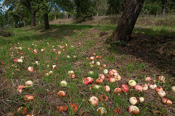 Kultur-Apfel (Malus domestica)