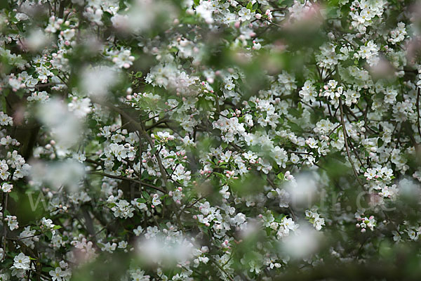 Kultur-Apfel (Malus domestica)