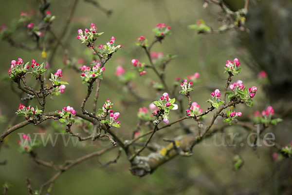 Kultur-Apfel (Malus domestica)