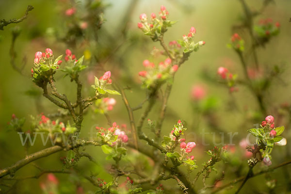 Kultur-Apfel (Malus domestica)