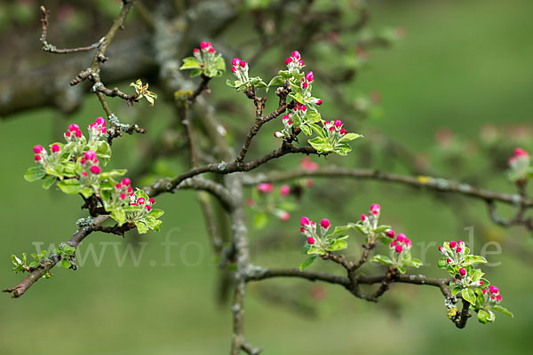 Kultur-Apfel (Malus domestica)