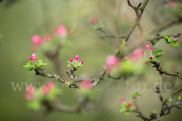 Kultur-Apfel (Malus domestica)