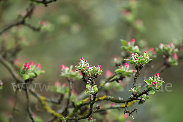 Kultur-Apfel (Malus domestica)