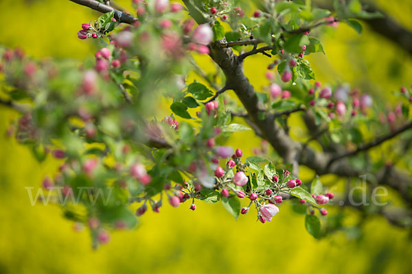 Kultur-Apfel (Malus domestica)