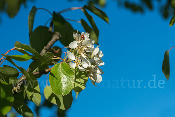 Kultur-Birnbaum (Pyrus communis)