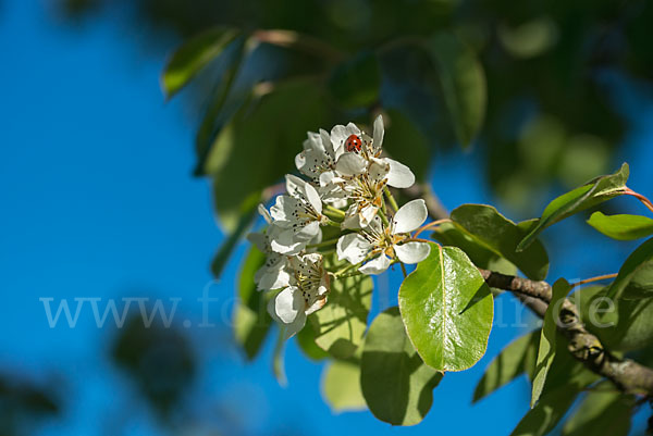 Kultur-Birnbaum (Pyrus communis)