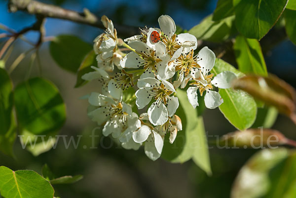 Kultur-Birnbaum (Pyrus communis)