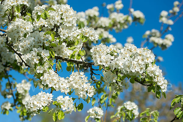 Kultur-Birnbaum (Pyrus communis)