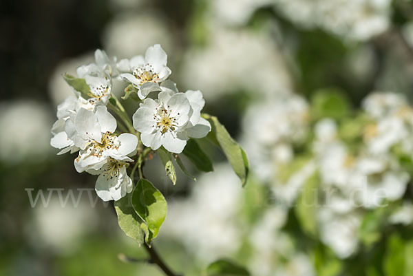 Kultur-Birnbaum (Pyrus communis)