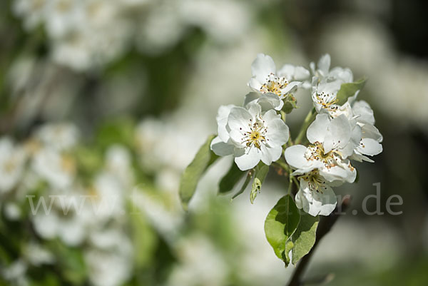 Kultur-Birnbaum (Pyrus communis)