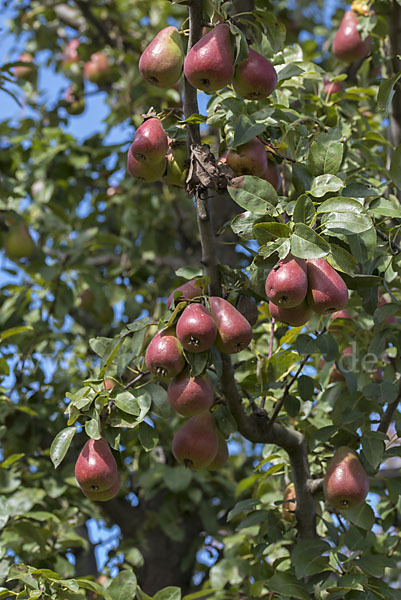 Kultur-Birnbaum (Pyrus communis)