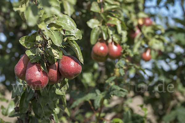 Kultur-Birnbaum (Pyrus communis)