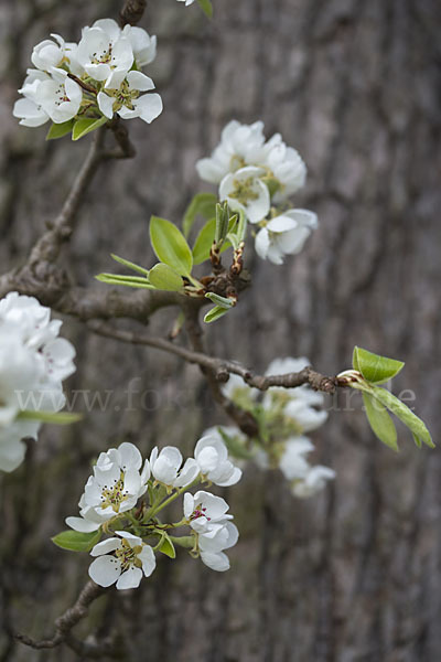 Kultur-Birnbaum (Pyrus communis)