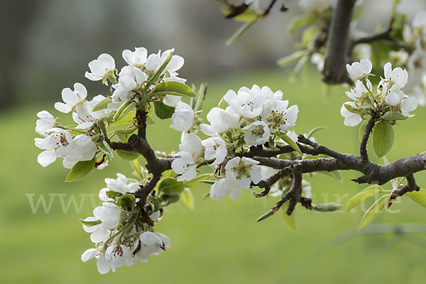 Kultur-Birnbaum (Pyrus communis)