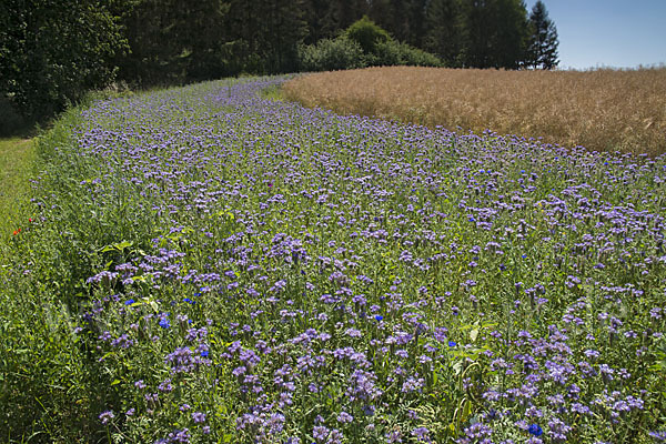 Kulturlandschaft (cultivated landscape)