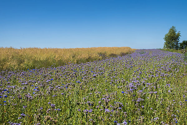 Kulturlandschaft (cultivated landscape)