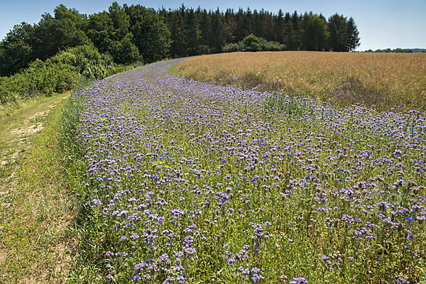 Kulturlandschaft (cultivated landscape)