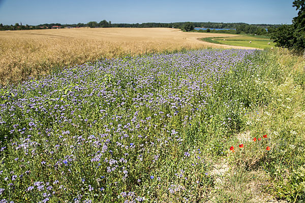 Kulturlandschaft (cultivated landscape)