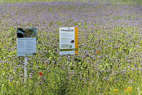 Kulturlandschaft (cultivated landscape)