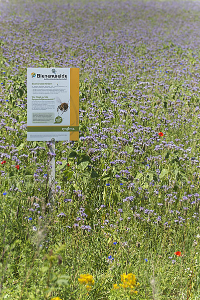 Kulturlandschaft (cultivated landscape)