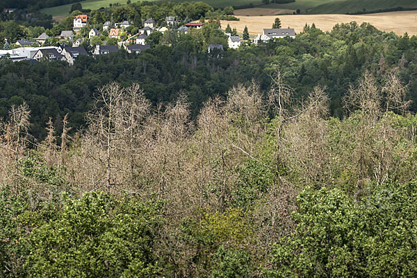 Kulturlandschaft (cultivated landscape)