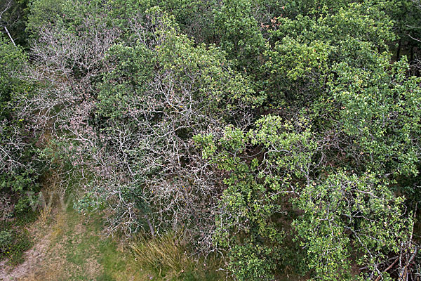 Kulturlandschaft (cultivated landscape)