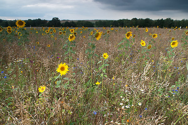 Kulturlandschaft (cultivated landscape)