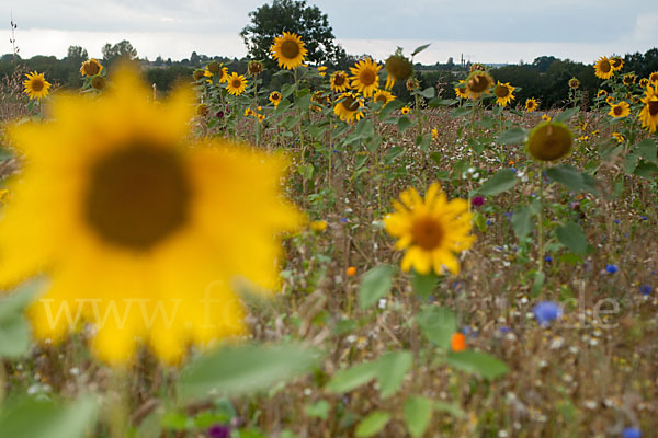 Kulturlandschaft (cultivated landscape)