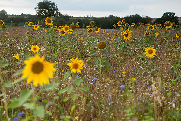 Kulturlandschaft (cultivated landscape)