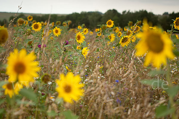 Kulturlandschaft (cultivated landscape)