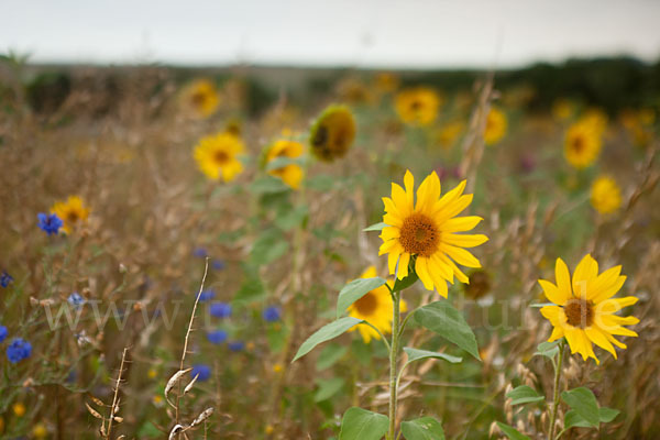 Kulturlandschaft (cultivated landscape)