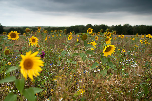 Kulturlandschaft (cultivated landscape)