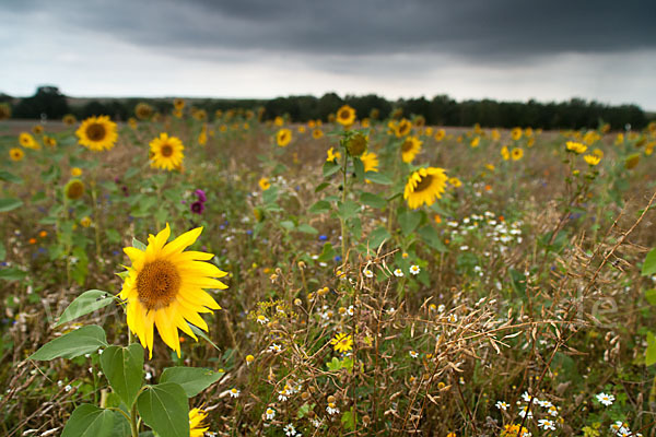 Kulturlandschaft (cultivated landscape)