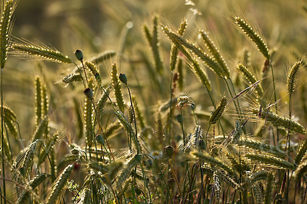 Kulturlandschaft (cultivated landscape)