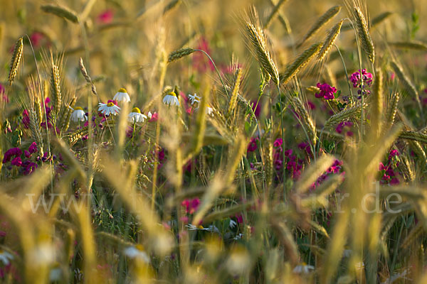 Kulturlandschaft (cultivated landscape)