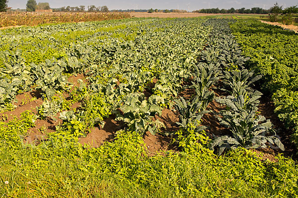 Kulturlandschaft (cultivated landscape)