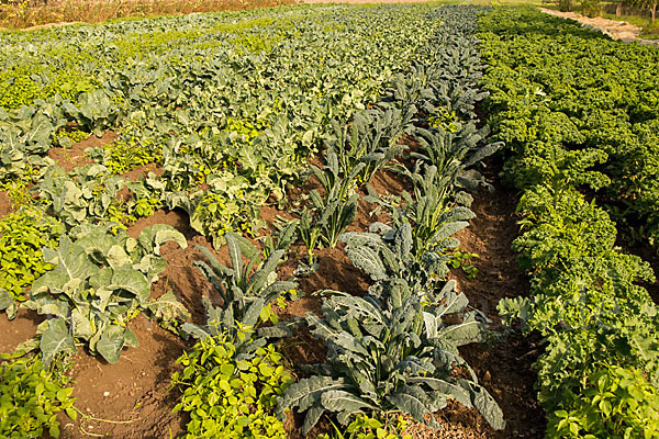 Kulturlandschaft (cultivated landscape)