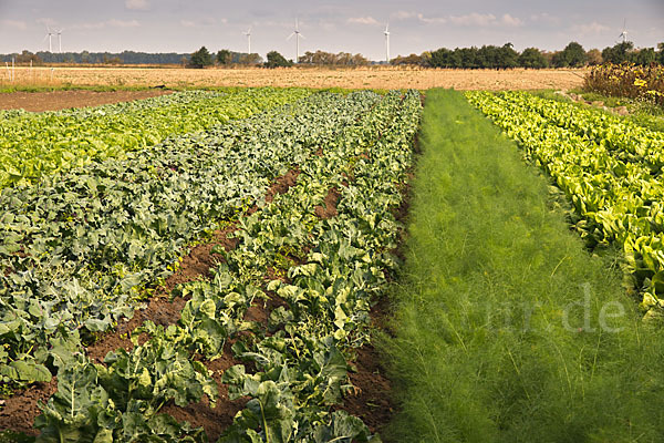 Kulturlandschaft (cultivated landscape)