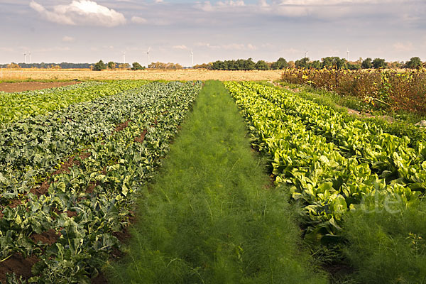 Kulturlandschaft (cultivated landscape)