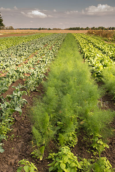 Kulturlandschaft (cultivated landscape)