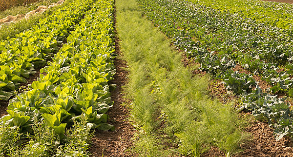 Kulturlandschaft (cultivated landscape)