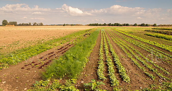 Kulturlandschaft (cultivated landscape)