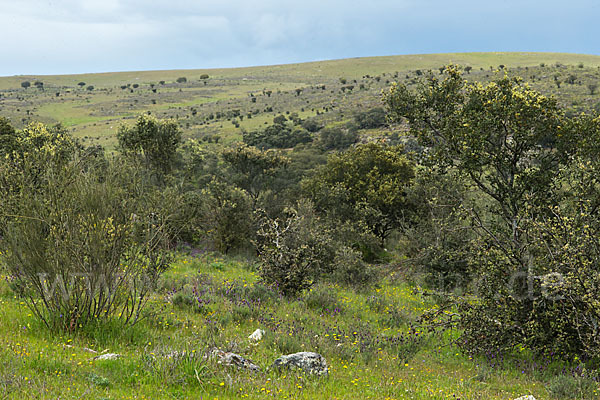 Kulturlandschaft (cultivated landscape)