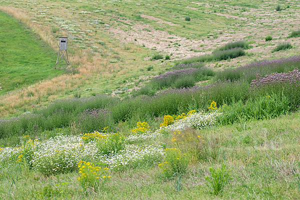 Kulturlandschaft (cultivated landscape)