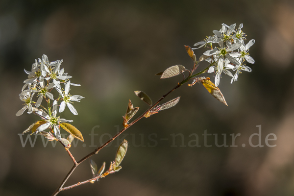 Kupfer-Felsenbirne (Amelanchier lamarckii)