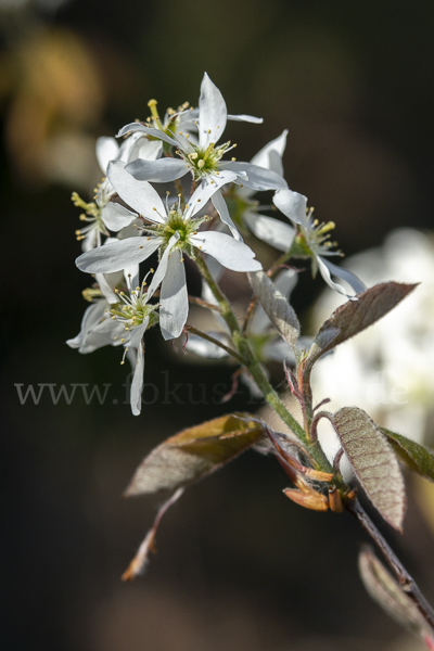 Kupfer-Felsenbirne (Amelanchier lamarckii)