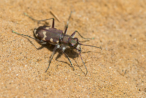 Kupferbrauner Sandlaufkäfer (Cicindela hybrida)