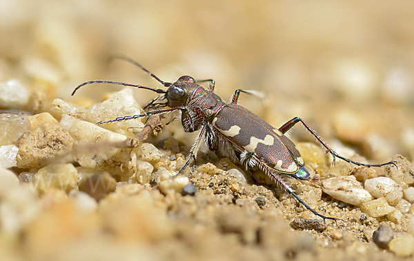 Kupferbrauner Sandlaufkäfer (Cicindela hybrida)