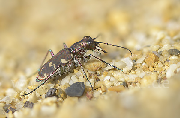 Kupferbrauner Sandlaufkäfer (Cicindela hybrida)