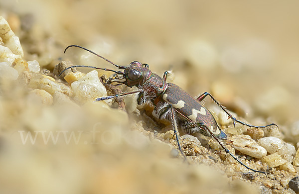 Kupferbrauner Sandlaufkäfer (Cicindela hybrida)